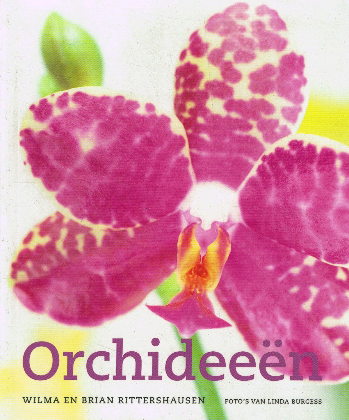 Orchideeën - 9789059561441 - Wilma en Brian Rittershausen